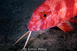 Bluestriped Goatfish by Simon Mittag 